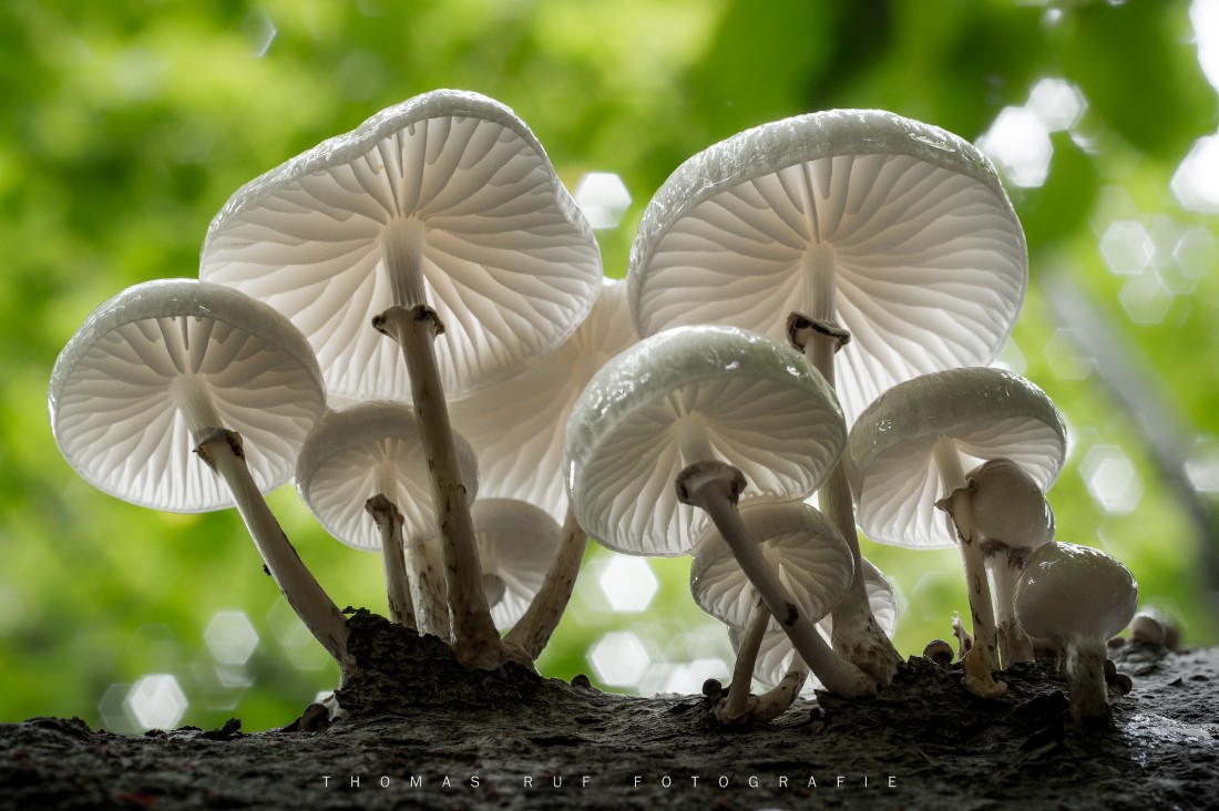 Oudemansiella mucida | Buchen-Schleimrübling