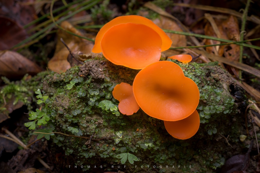 Aleuria aurantia | Orangebecherling