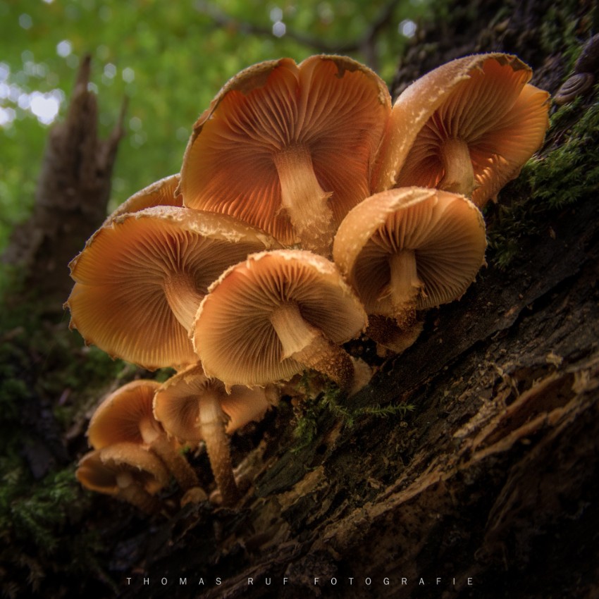Kuehneromyces mutabilis | Stockschwämmchen