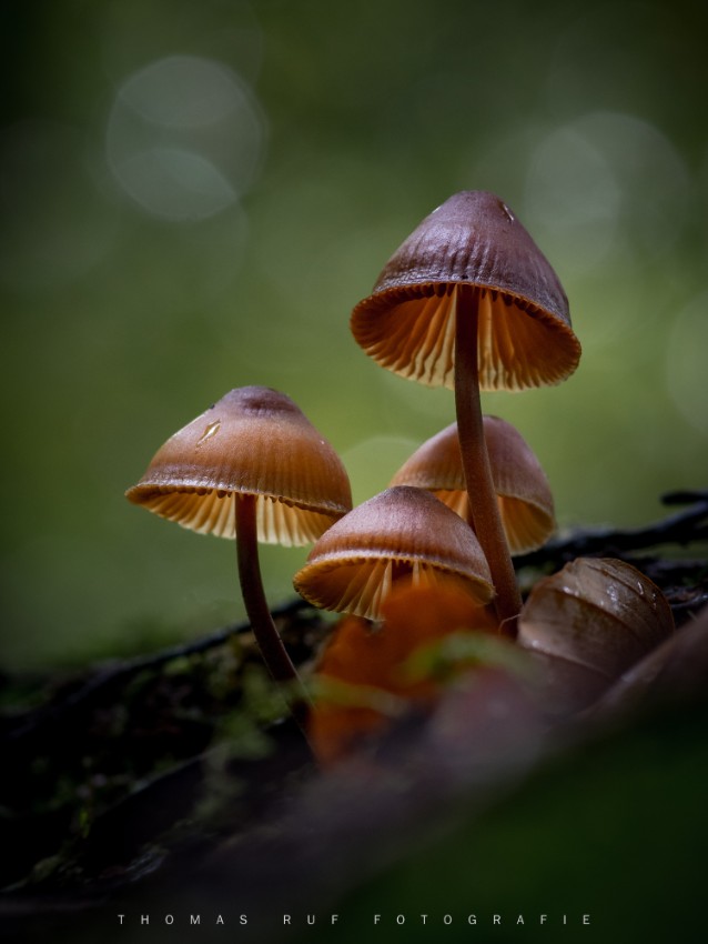 Mycena spec. | Helmling