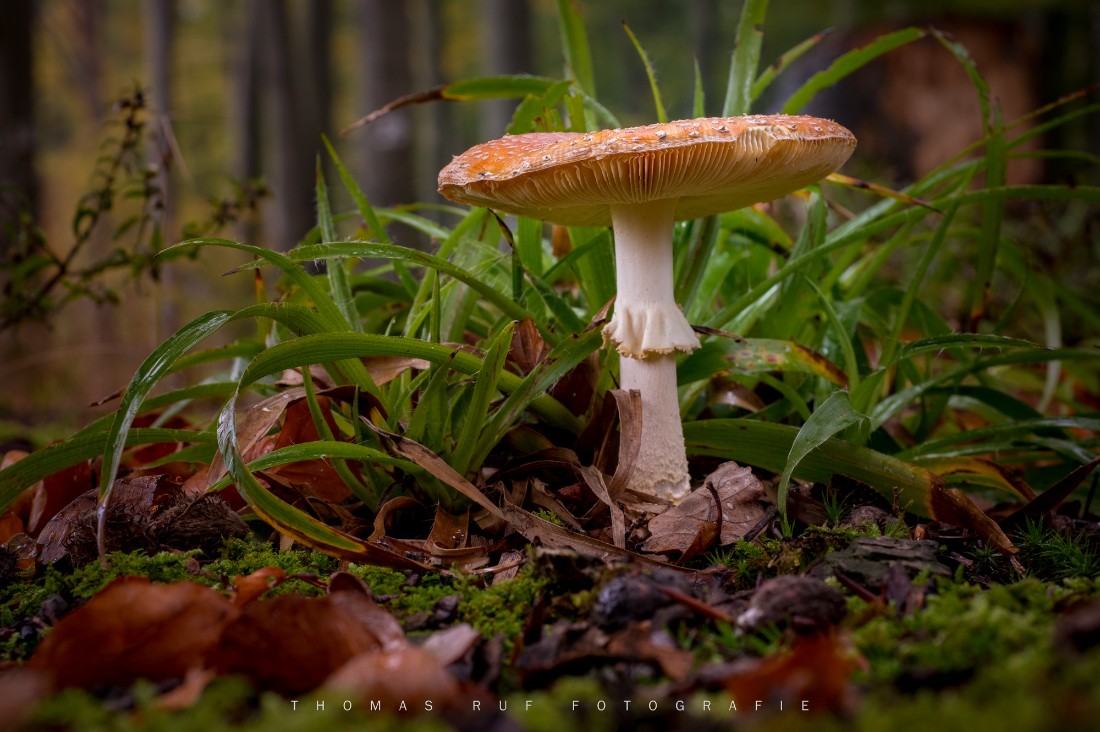 Amanita muscaria | Fliegenpilz