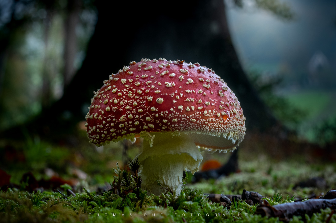 Amanita muscaria | Fliegenpilz