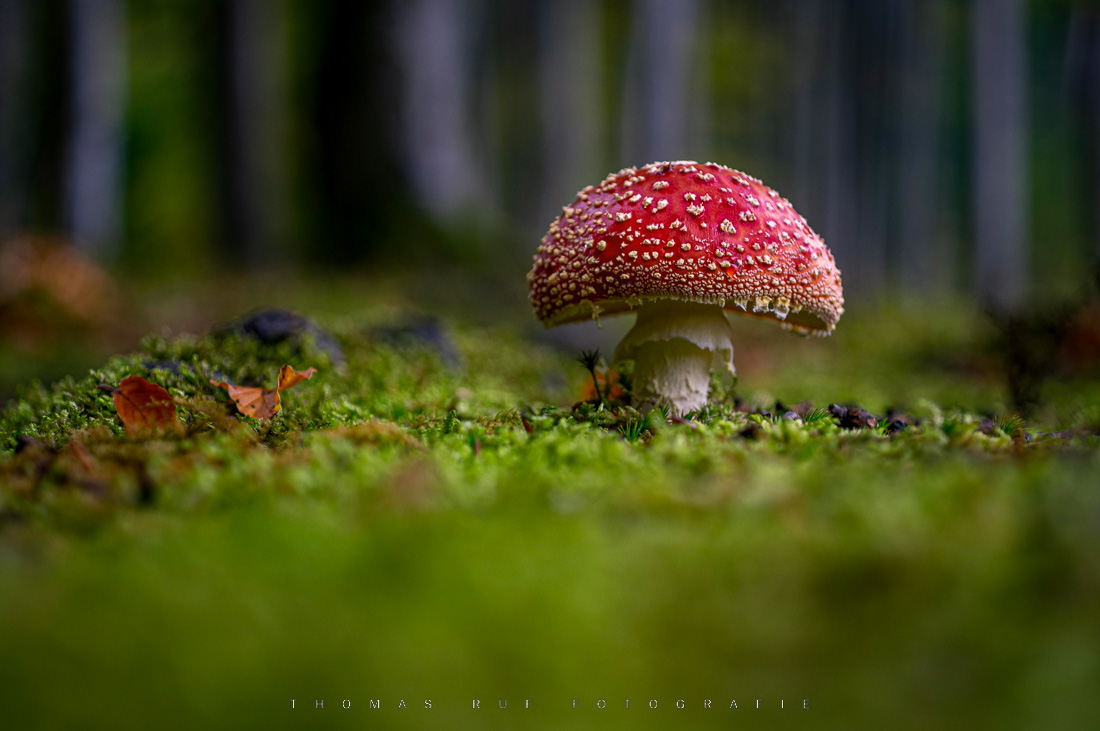2015 10 18 072 V01 1