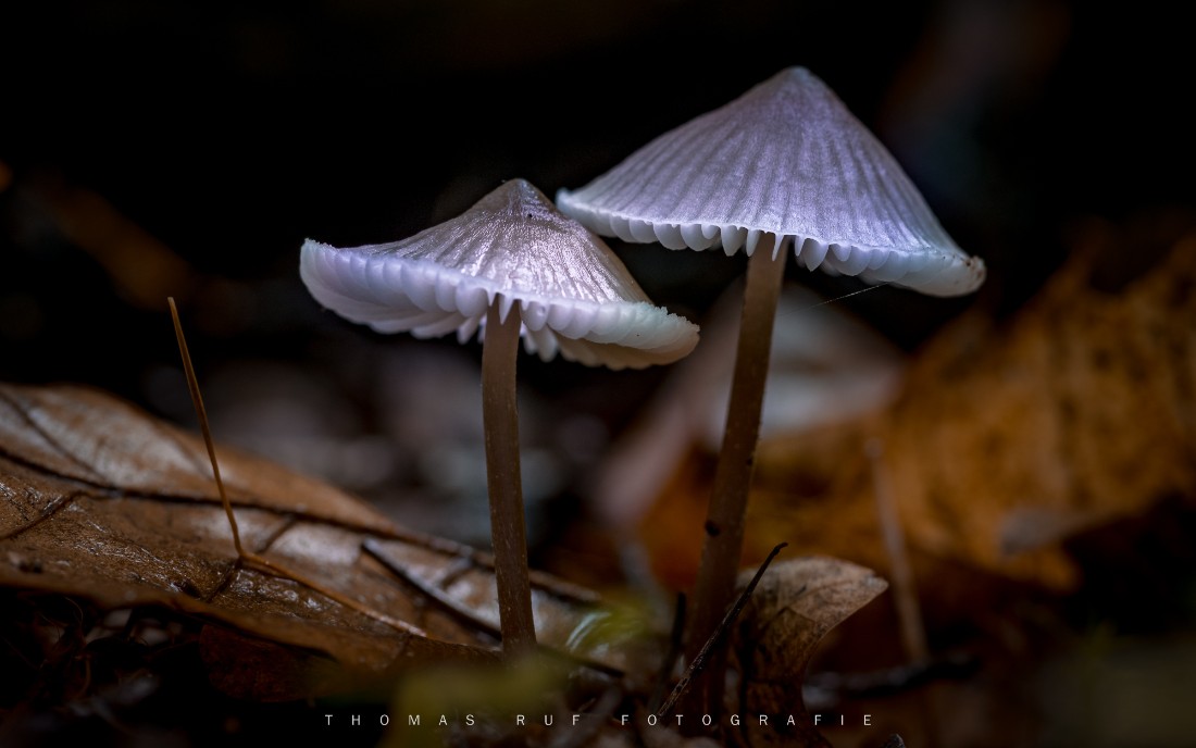 Mycena spec.