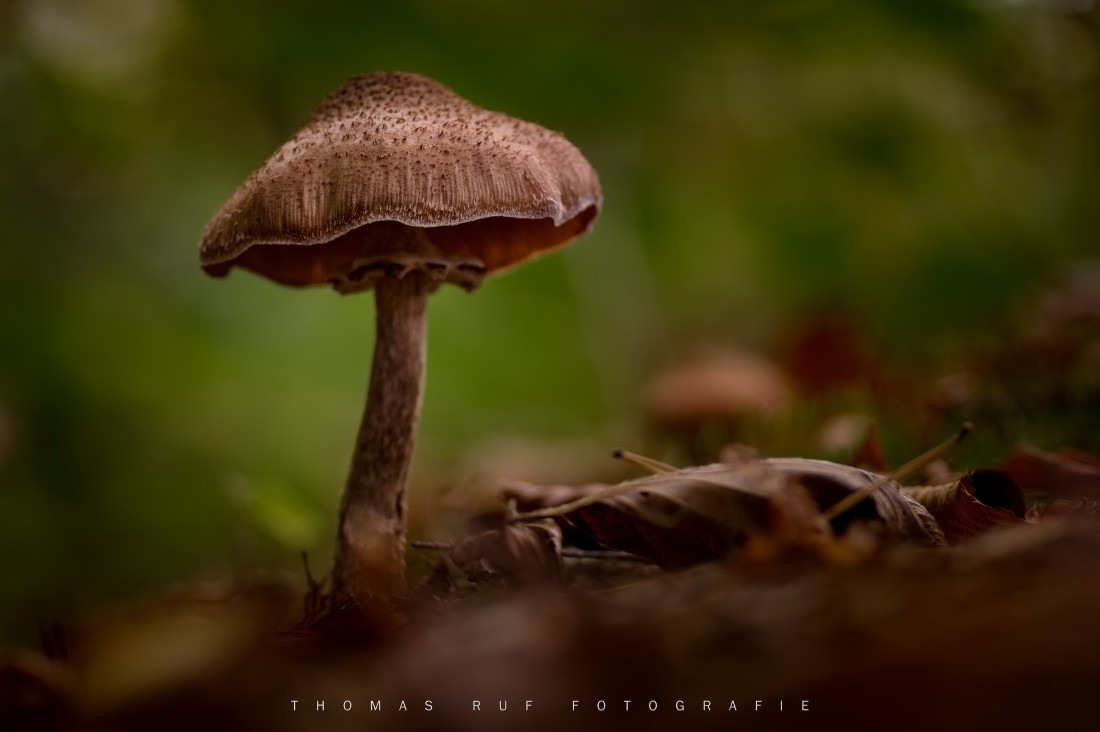 Armillariaostoyae | Dunkler Hallimasch