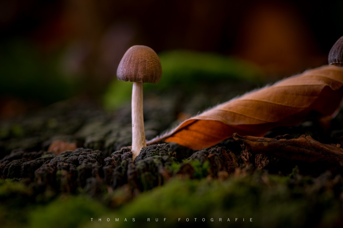 2015 10 25 017