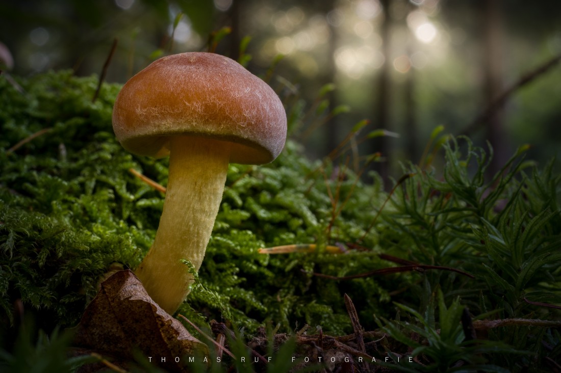 Hypholoma lateritium | Ziegelroter Schwefelkopf