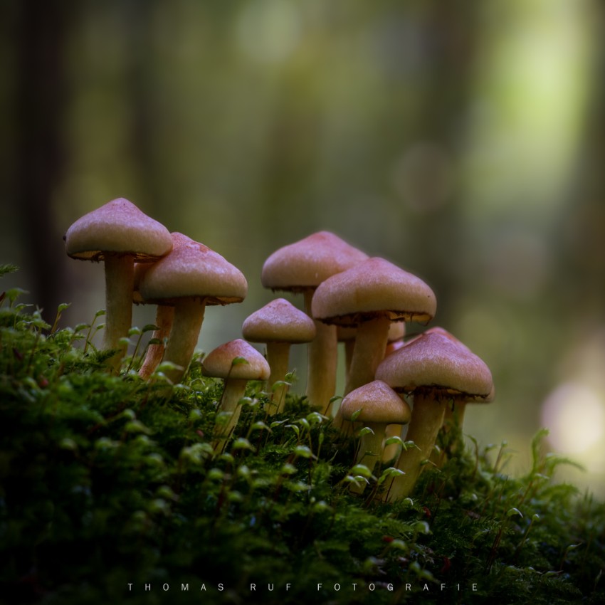 Hypholoma spec. | Schwefelkopf