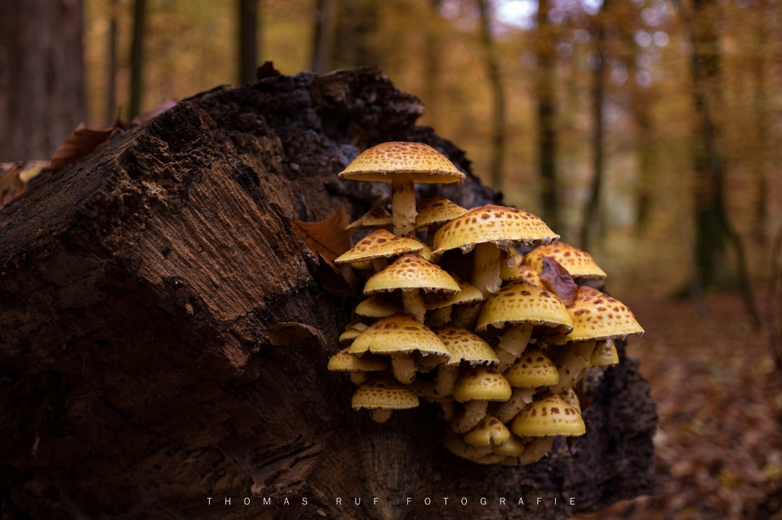 Pholiota adiposa (?) | Schmieriger Buchen-Schüppling