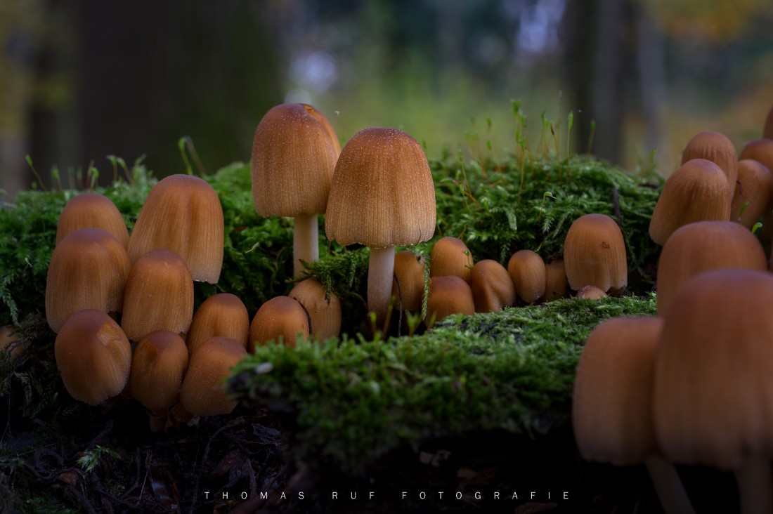 Coprinus micaceus | Glimmer-Tintling