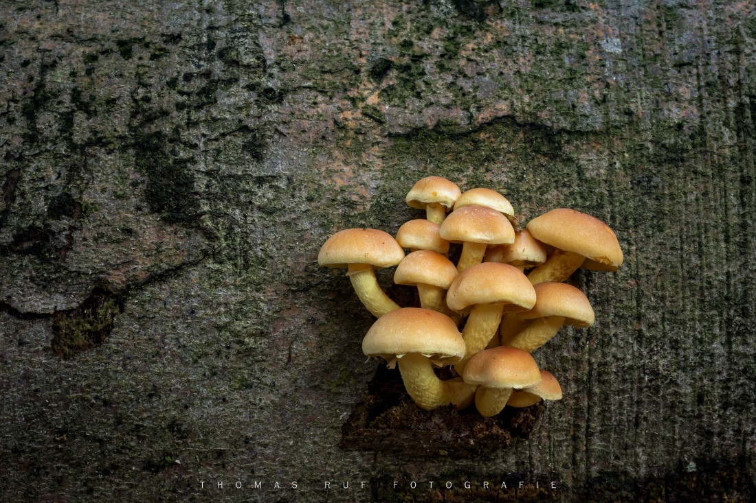 Hypholoma capnoides | Grünblättriger Schwefelkopf