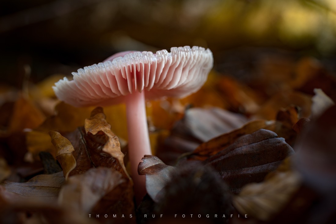 Mycena pura | Rettichhelmling