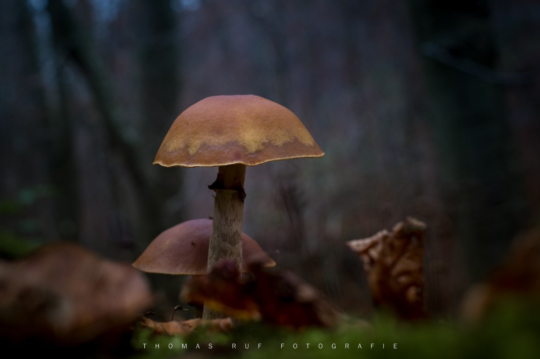 Galerina margianta | Gift-Häubling