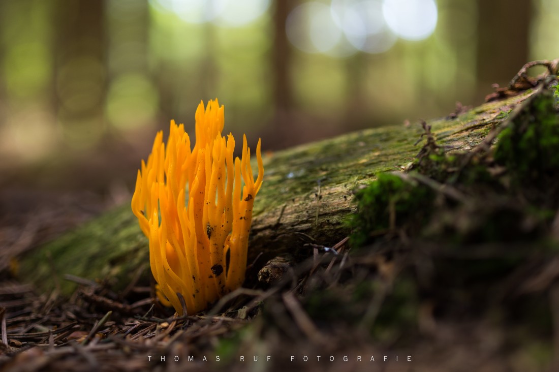 Calocera viscosa | Klebriger Hörnling