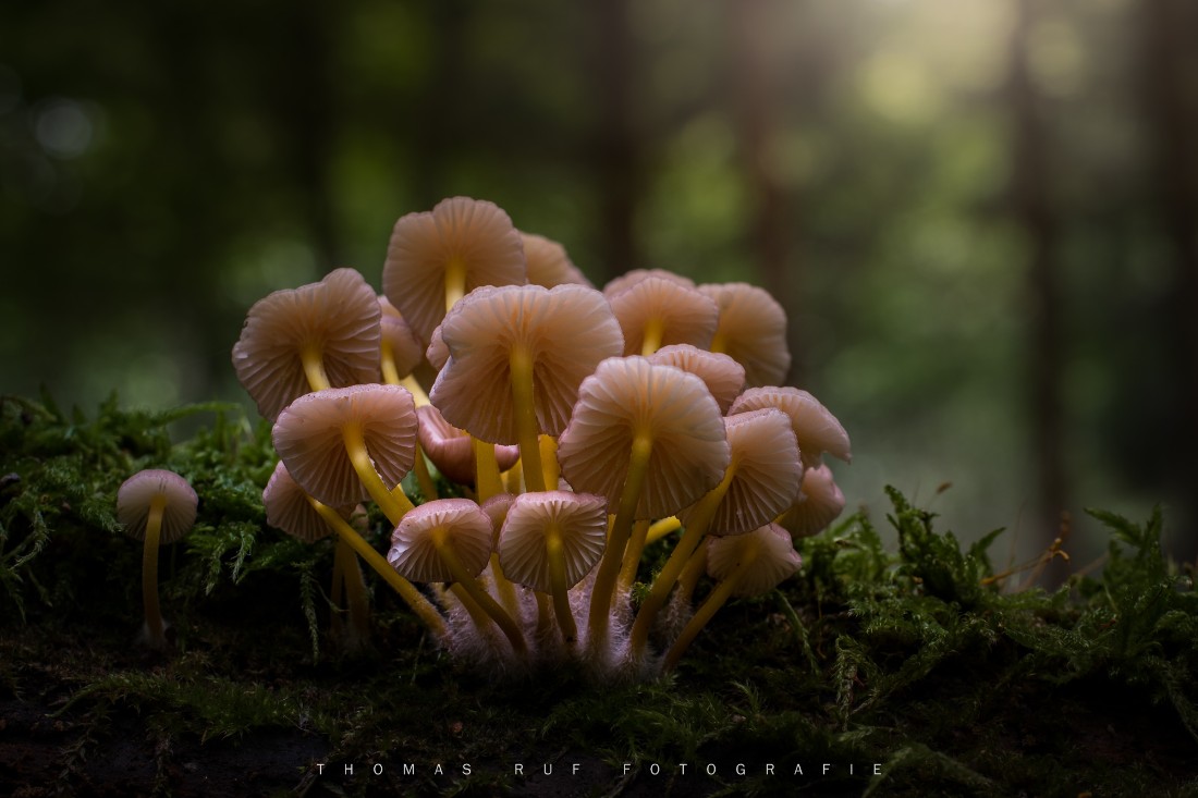 Mycena renati | Gelbstieliger Nitrat-Helmling