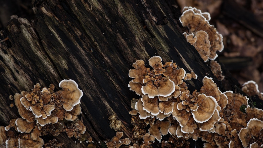 Trametes multicolor | Zonen- Tramete