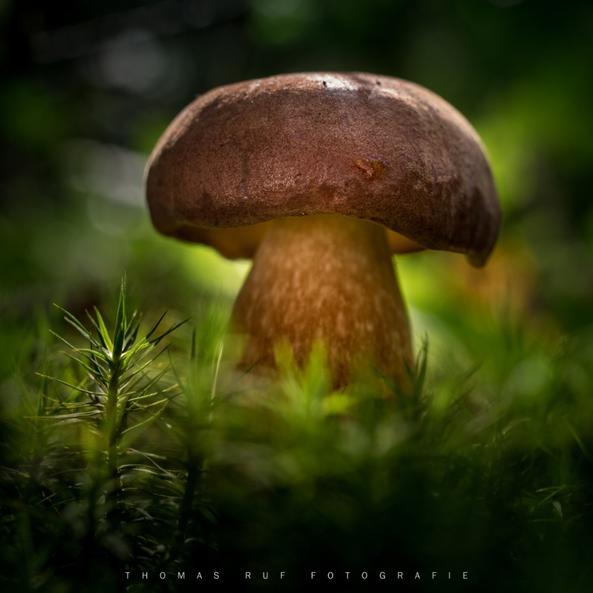 Imleria Xerocumus badius | Maronenröhrling