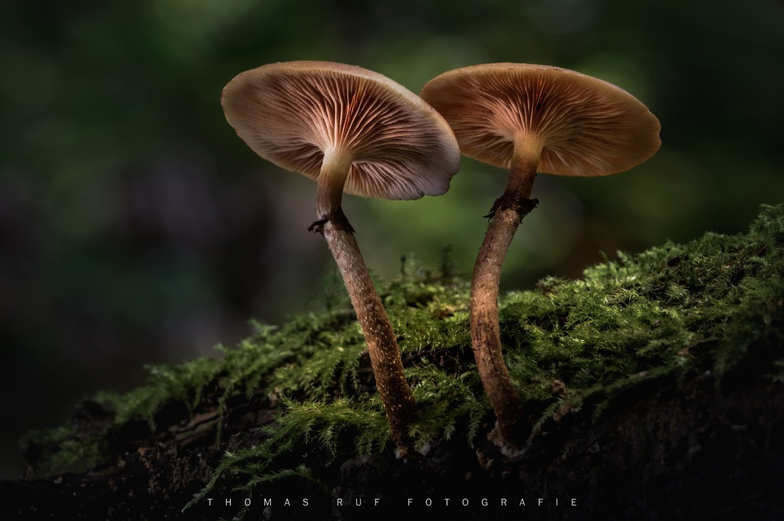 Galerina margianta | Gift- Häubling