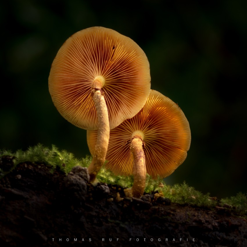 Galerina margianta | Gift- Häubling