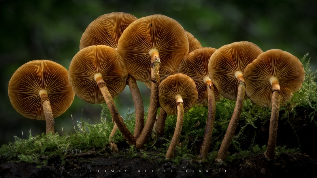 Galerina margianta | Gift- Häubling