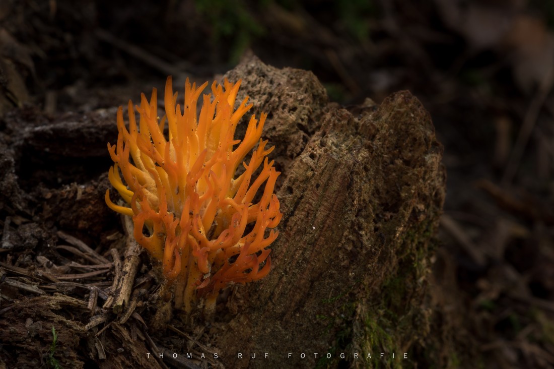 Calocera viscosa | Klebriger Hörnling