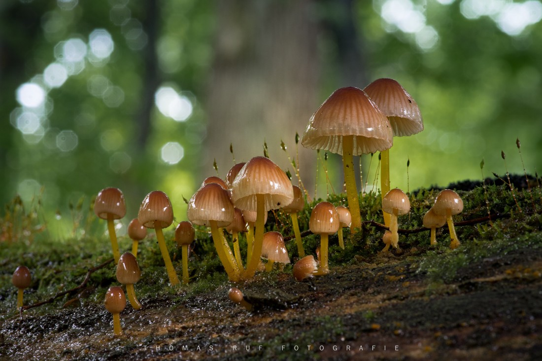 Mycena renati | Gelbstieliger Nitrat-Helmling