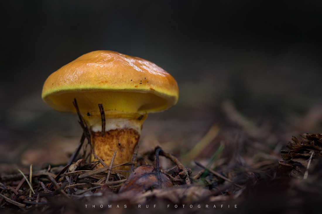 Suillus grevillei | Goldgelber Lärchenröhrling