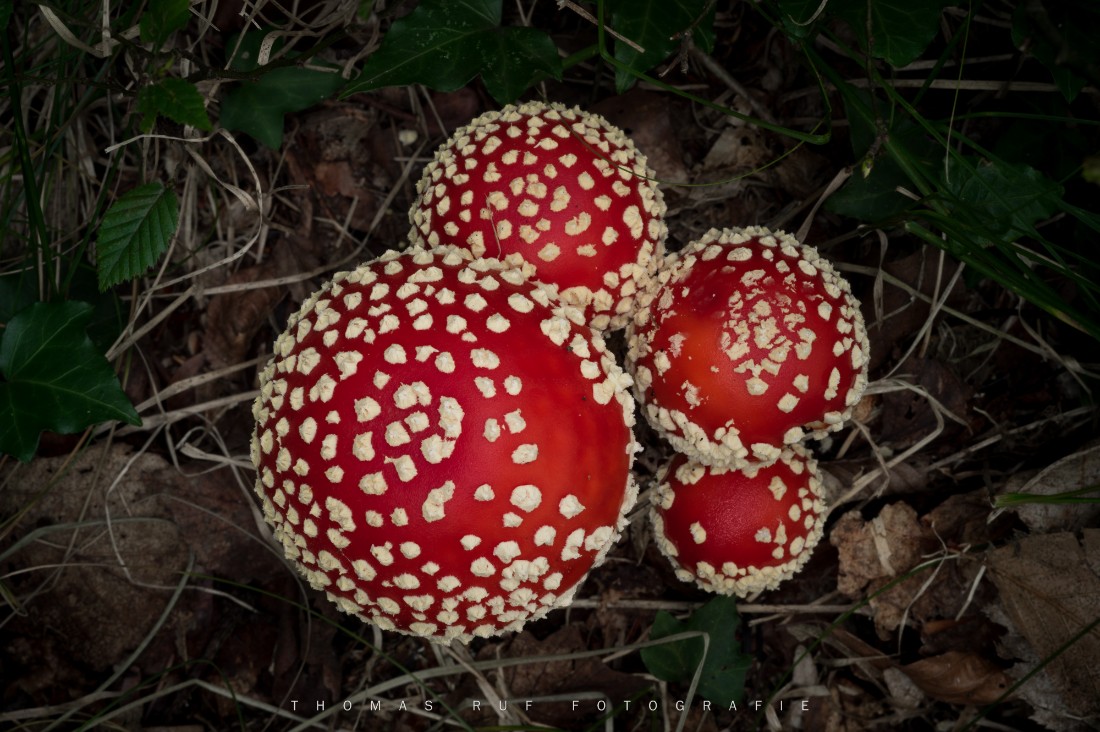 Amanita muscaria | Fliegenpilz
