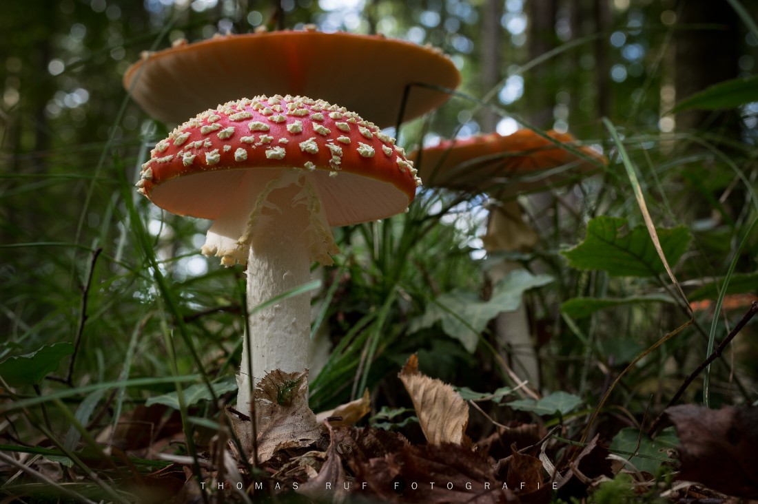 Amanita muscaria | Fliegenpilz