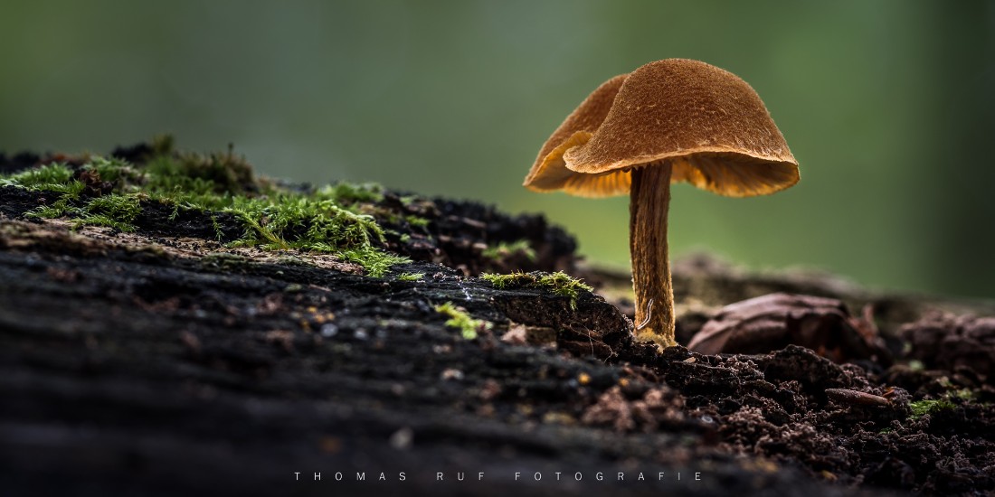 Flammulaster limulatus | Orangebrauner Flockenschüppling