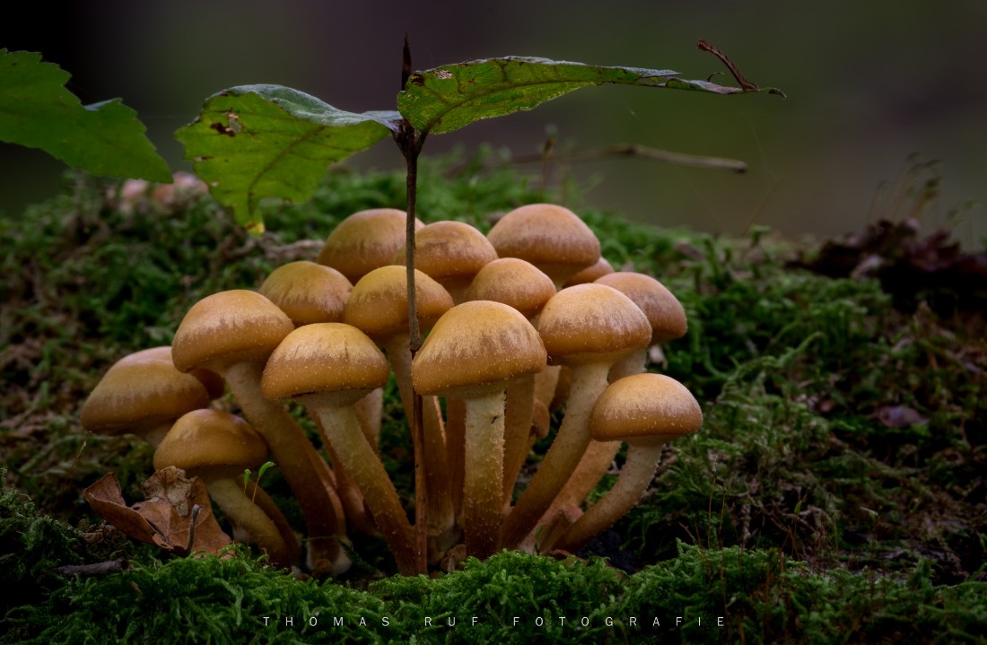 Kuehneromyces mutabilis | Stockschwämmchen
