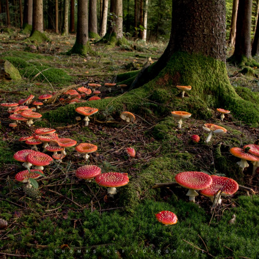 Amanita muscaria | Fliegenpilz