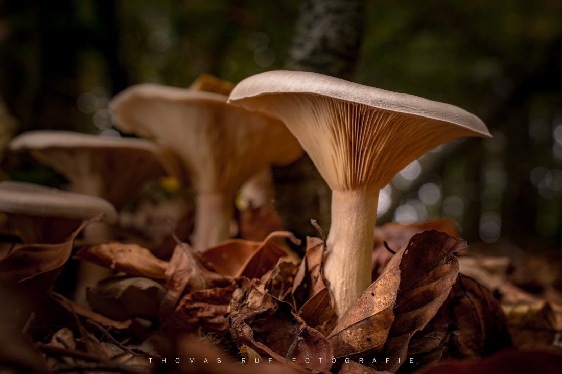 Clitocybe geotropa | Mönchkopf-Trichterling
