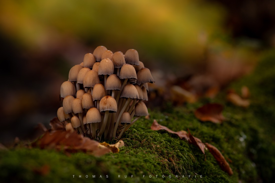 Coprinus micaceus | Glimmer-Tintling