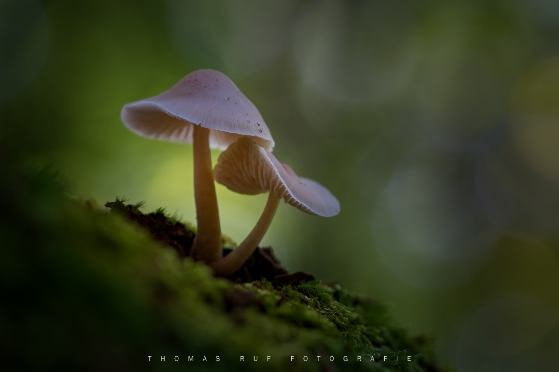 Mycena spec. | Helmling