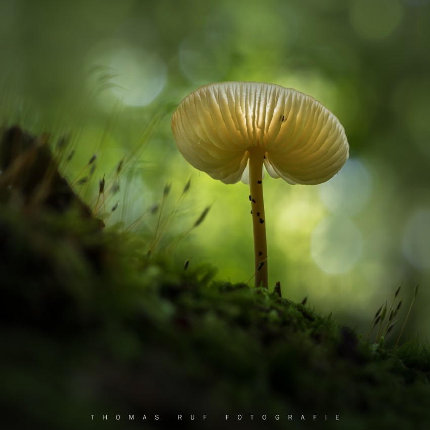 Xerula radicata | Schleimiger Wurzelrübling