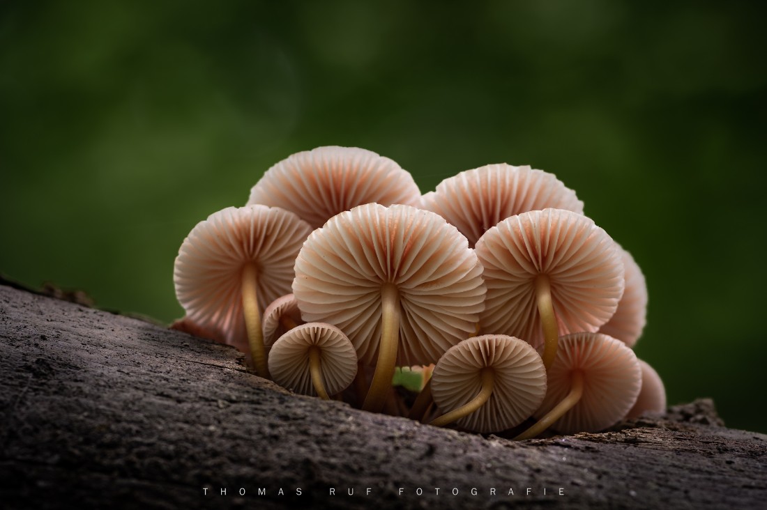 Mycena renati | Gelbstieliger Nitrat-Helmling