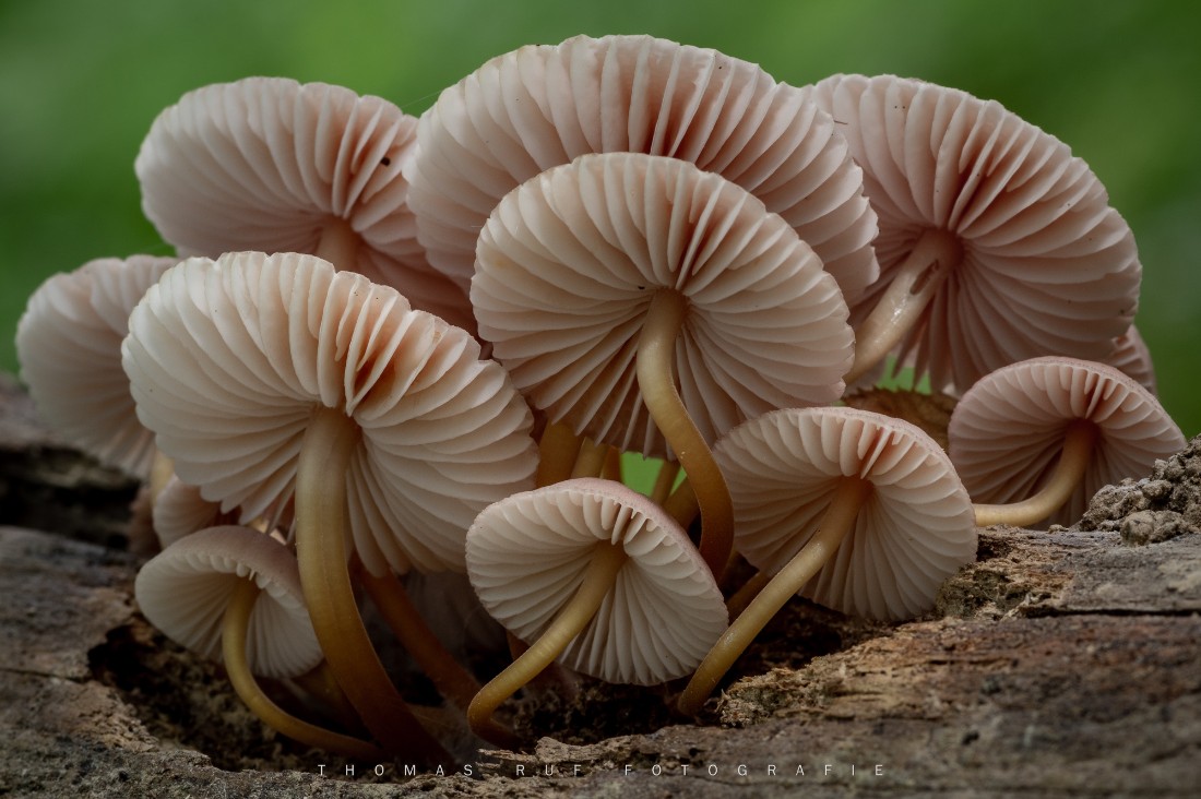 Mycena renati | Gelbstieliger Nitrat-Helmling