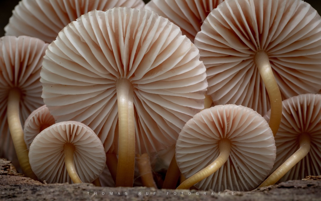 Mycena renati | Gelbstieliger Nitrat-Helmling