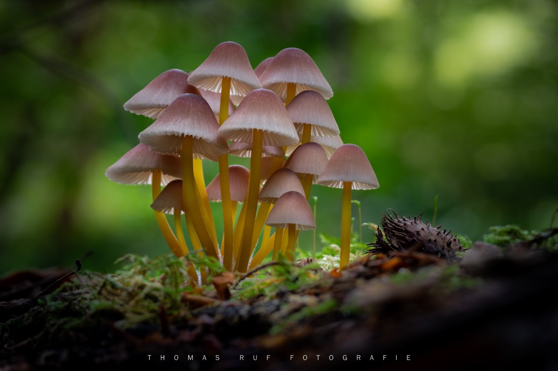 Mycena renati | Gelbstieliger Nitrat-Helmling