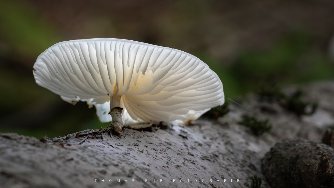 Oudemansiella mucida | Buchen-Schleimrübling
