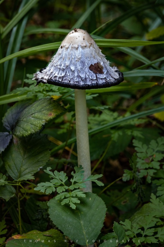 Coprinus comatus | Schopf-Tintling