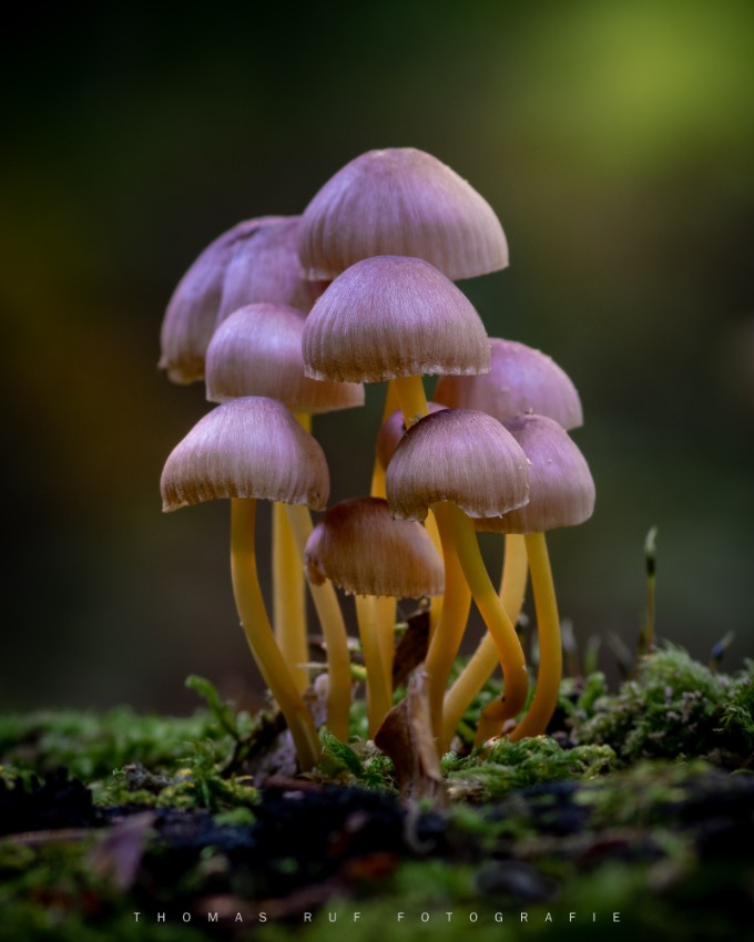 Mycena renati | Gelbstieliger Nitrat-Helmling