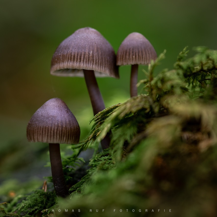 Mycena spec.