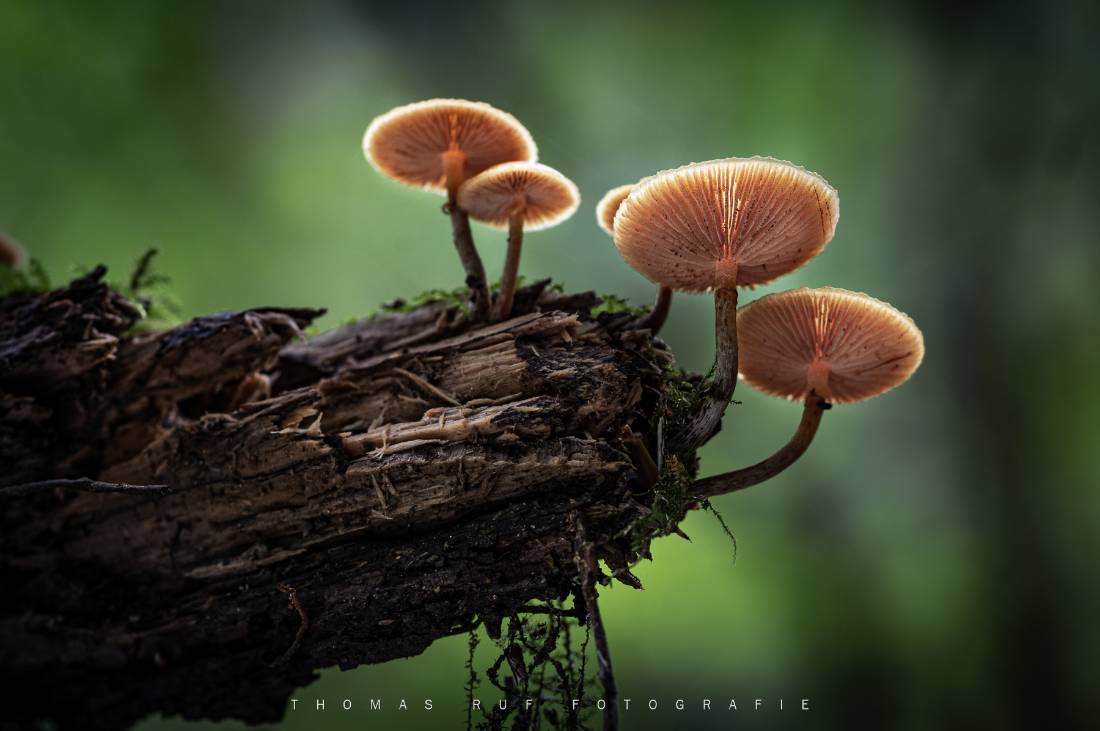 Galerina margianta | Gift- Häubling