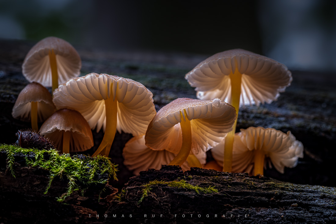 Mycena renati | Gelbstieliger Nitrat-Helmling