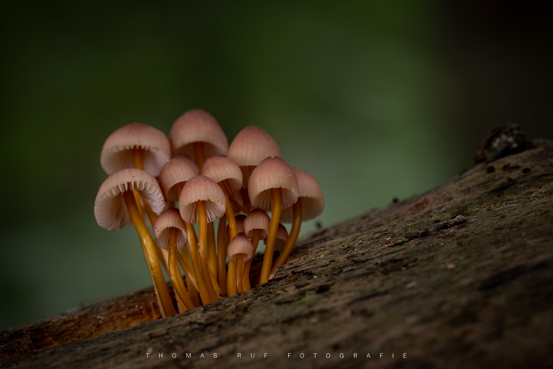 Mycena renati | Gelbstieliger Nitrat-Helmling