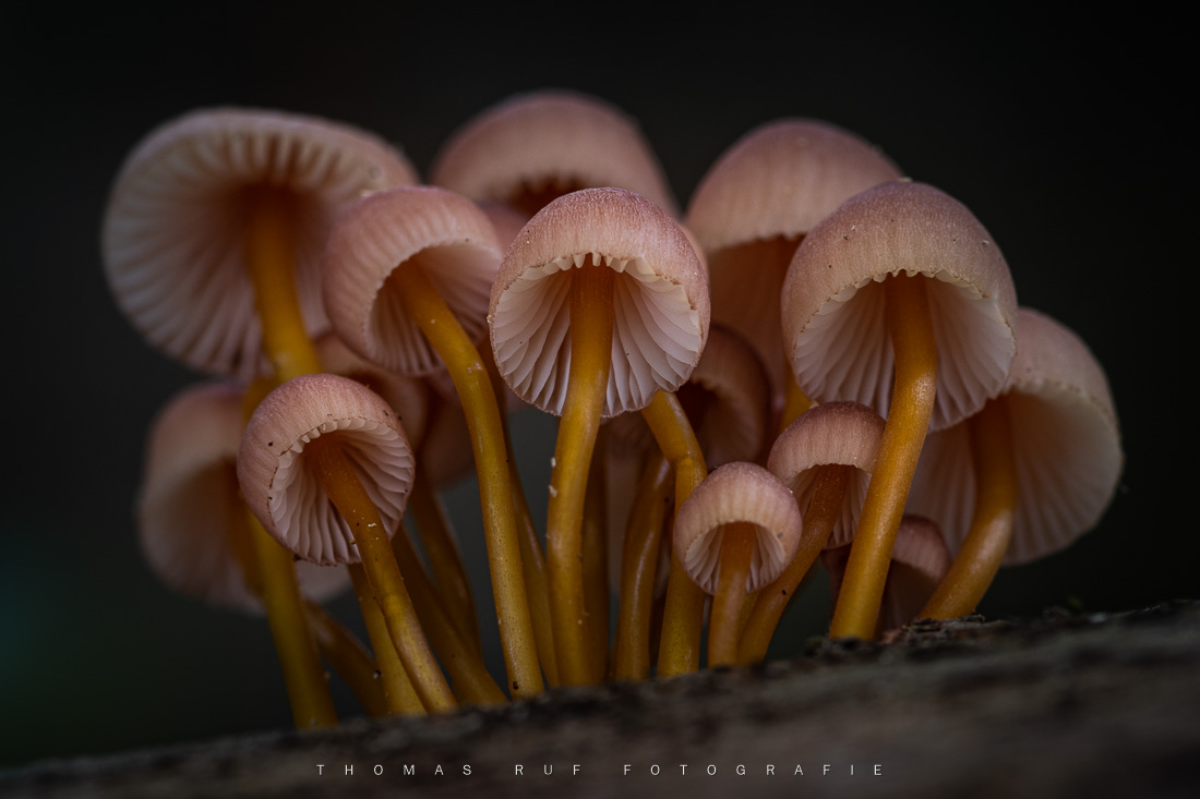 Mycena renati | Gelbstieliger Nitrat-Helmling
