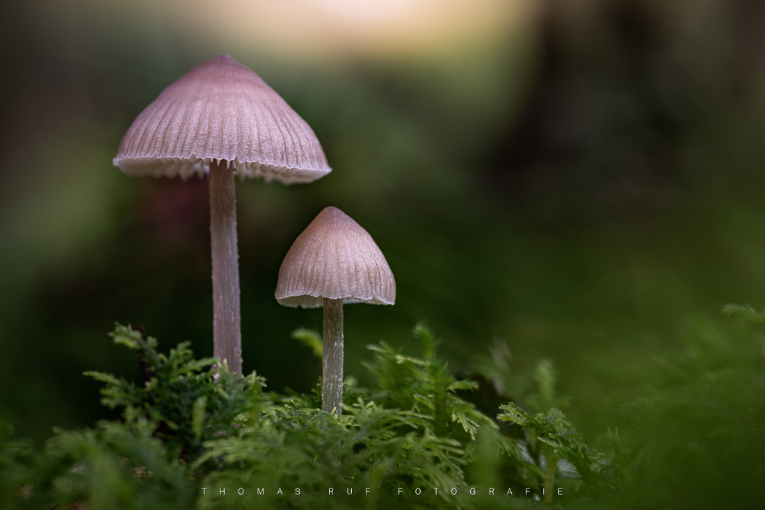 Mycena pura | Rettichhelmling