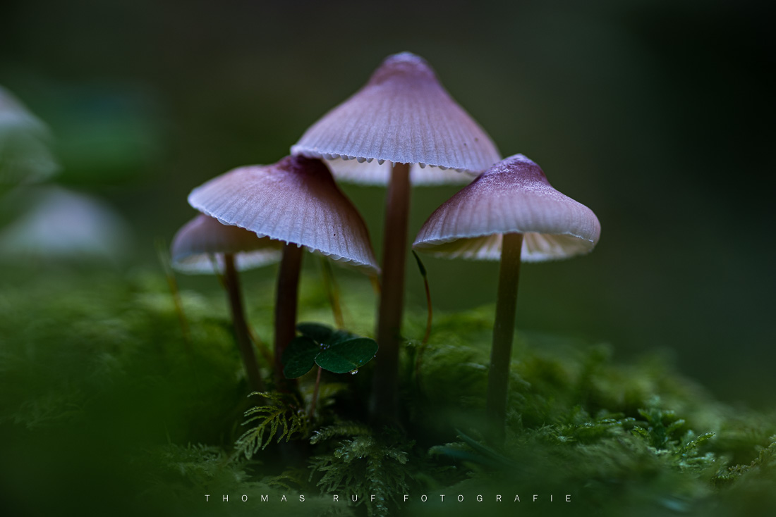 Mycena spec. | Helmling